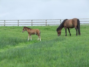 Latest pictures1 019