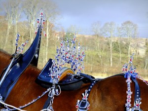 Latest pictures3 041