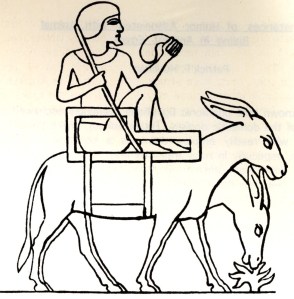 Donkeys were domesticated and in the service of man long before horses. This image from an Egyptian 5th dynasty tomb shows a man seated in an unusual carrying chair placed across the back of two donkeys. Image after John Gardiner Wilkinson from Patrick Houlihan's monograph on instances of humour in riding scenes from ancient Egypt, published by Gottinger Miszellen. 
