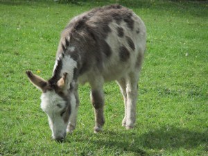 Mini-moke...miniature Mediterranean donkey Basil.