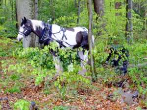 It's no teddy bear's picnic down in the woods; it's a working day for Caitlin Erskine and her pony Angel.