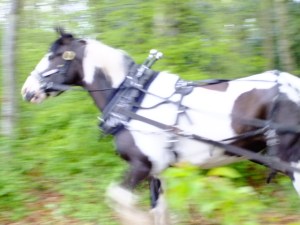 There goes one fast pony!