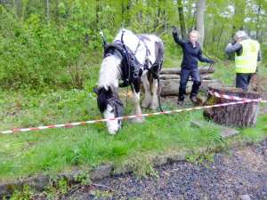 Caitlin and Angel carry down timber quickly and efficiently for her father Rab to stack.