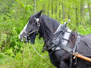 Open bridles, Amish collars and Swedish harness; a typical mix for a logging horse.