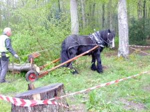 Not the past, but part of the future of forestry: logging with horses is perfect for sensitive sites.