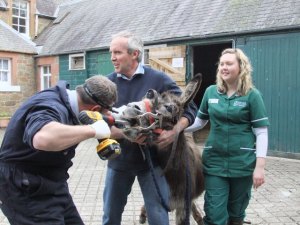 Open wide and say ee-aah. Donkey feet and teeth, like those of horses,  need regular treatment. 