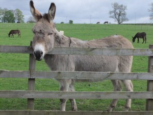 Humans owe a lot to me and my ancestors, you know!